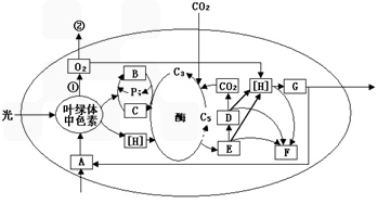 分析回答下列有关光合作用和呼吸作用问题下图表示在光照条件下某植物