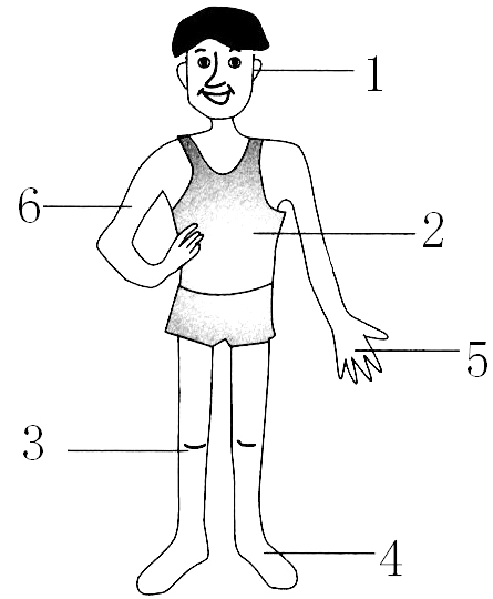 根据你听到的顺序给下列身体部位标序号.