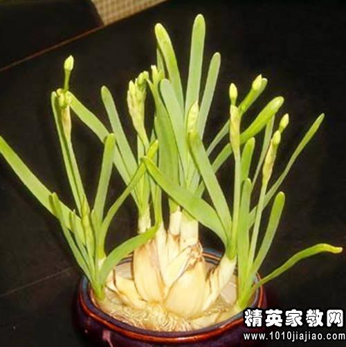 植物观察日记_水仙成长