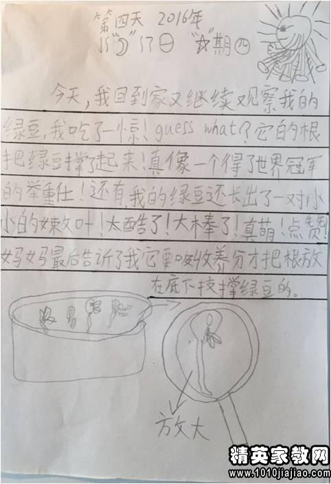 小学生作文三年级观察日记