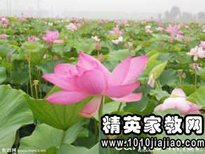 四年级菊花日记200字