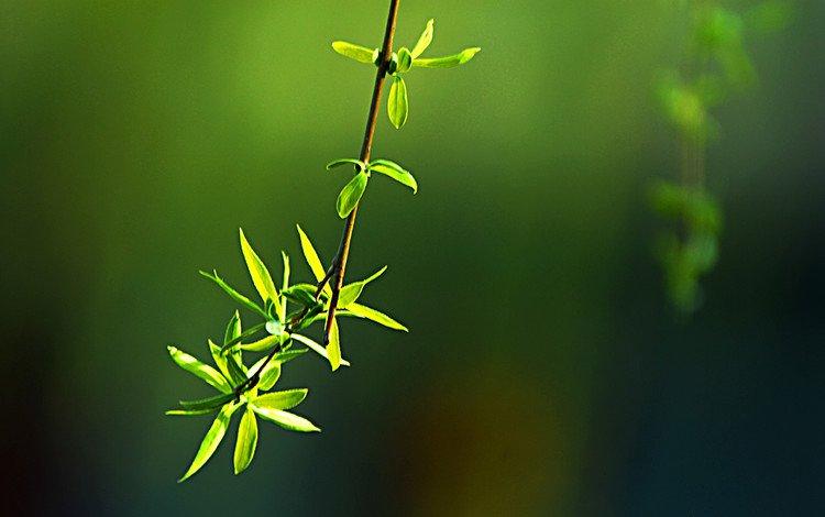 关于春天的美好句子