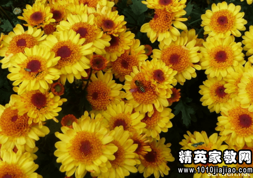 写菊花优美句子