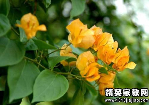 观察植物作文350字