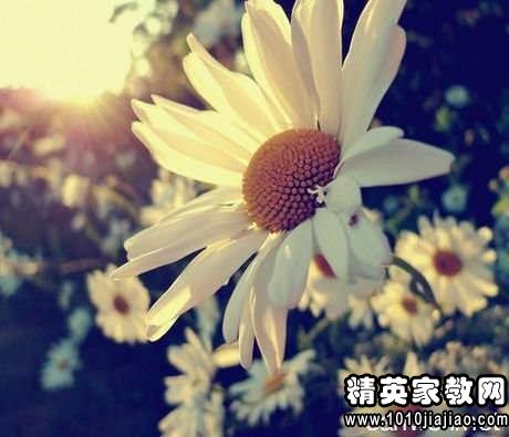 小学生短优美句子的小学蚌埠图片