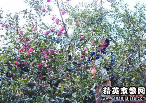 数据分析师面试题解答:100斤苹果怎么卖,可以