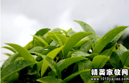 读朝花夕拾有感400字