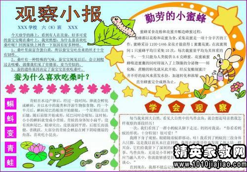 小动物观察日记50字