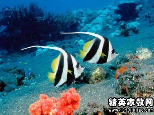 海底两万里读后感500字范文