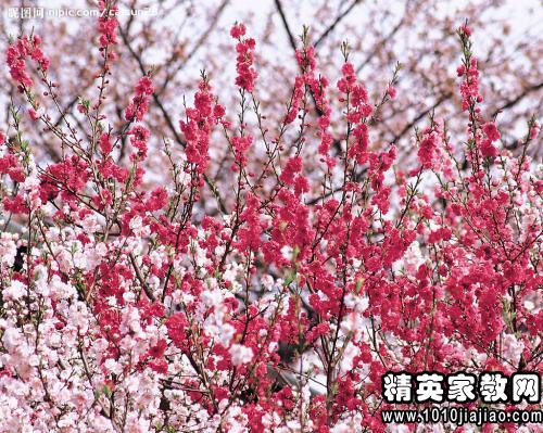 借物喻人的作文600字