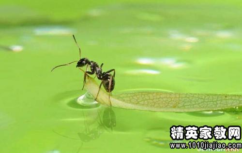 观察日记蚂蚁500字