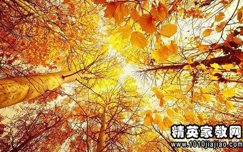 有关于描写秋雨的优美句子