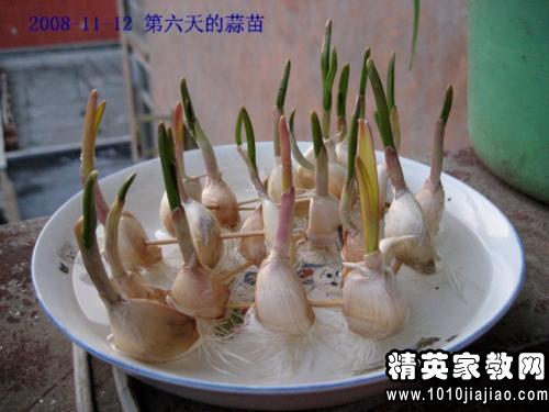 关于种蒜苗的观察日记