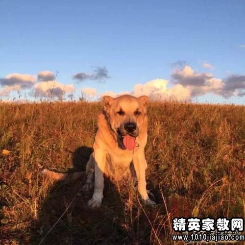 关于狼的谚语2015