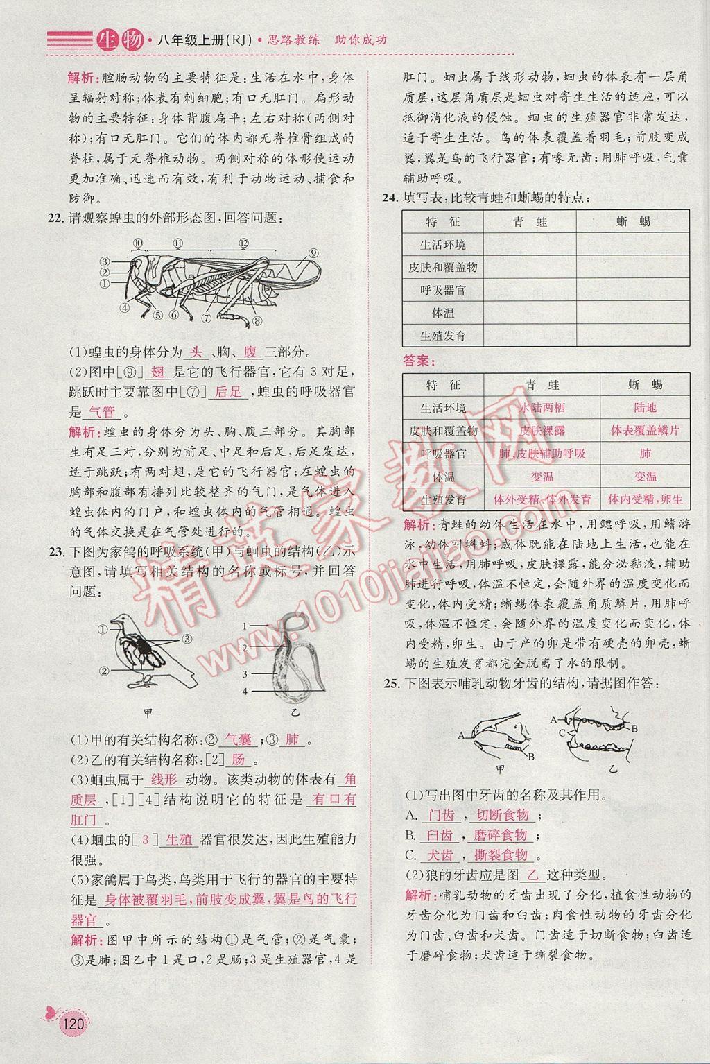 2017年思路教練同步課時(shí)作業(yè)八年級(jí)生物上冊(cè)人教版 期末復(fù)習(xí)專題訓(xùn)練第3頁