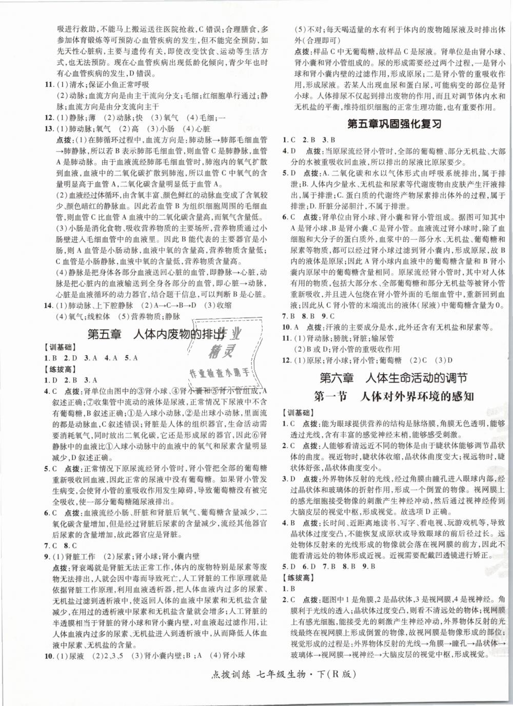 2019年點(diǎn)撥訓(xùn)練七年級(jí)生物下冊(cè)人教版 第13頁(yè)