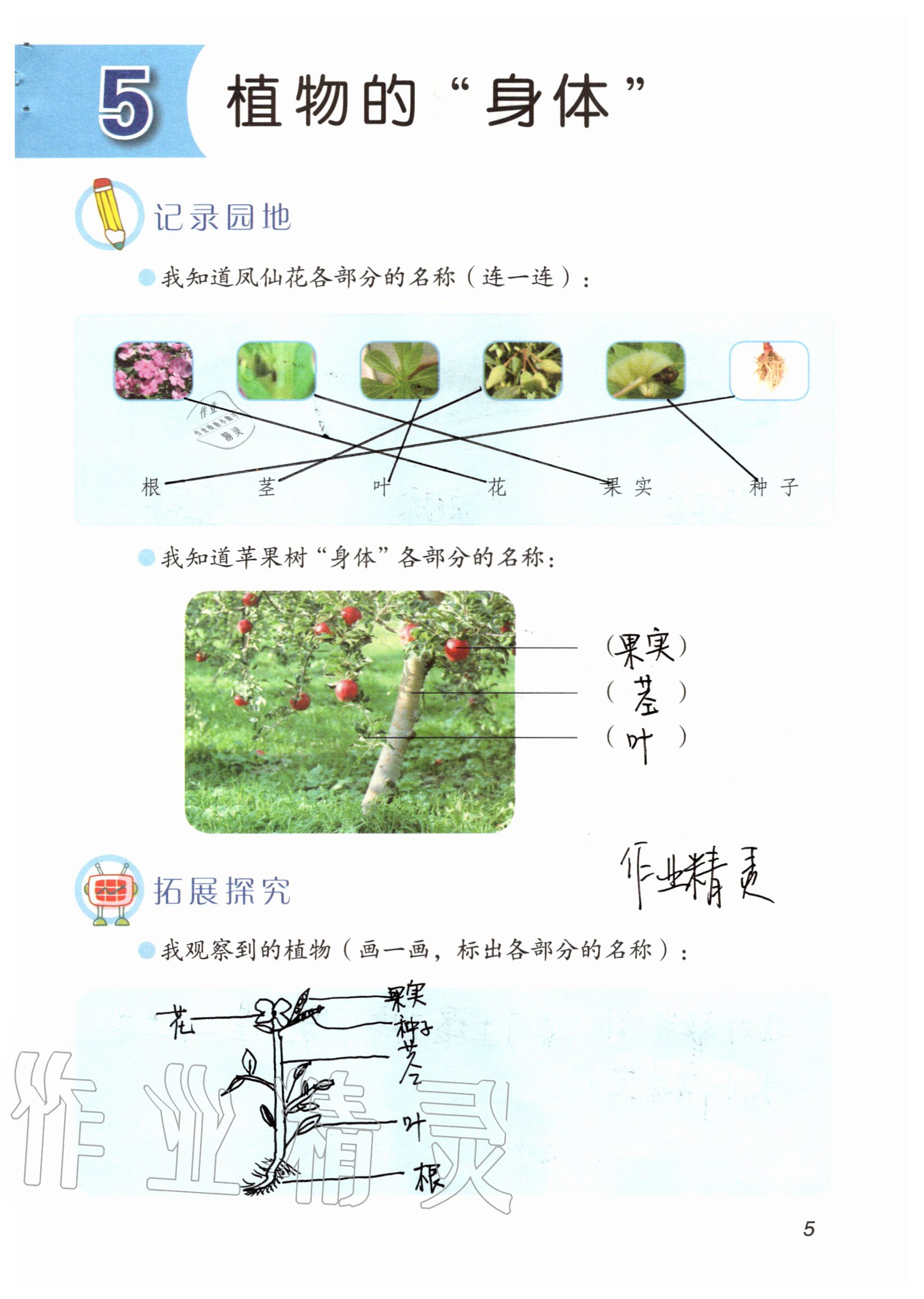 2020年科学学生活动手册三年级上册青岛版 参考答案第5页