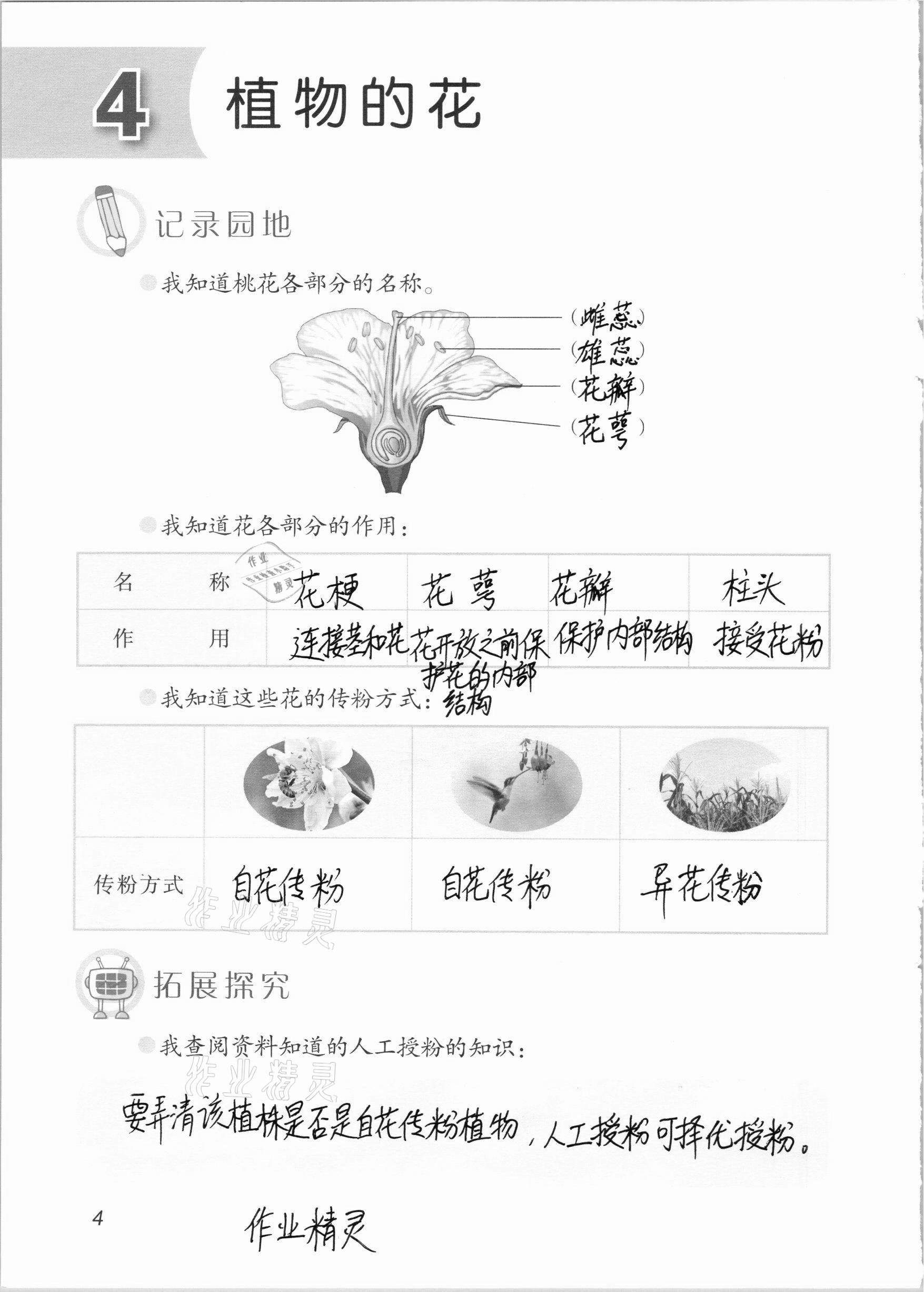 2020年科学学生活动手册三年级上册青岛版54制 参考答案第4页