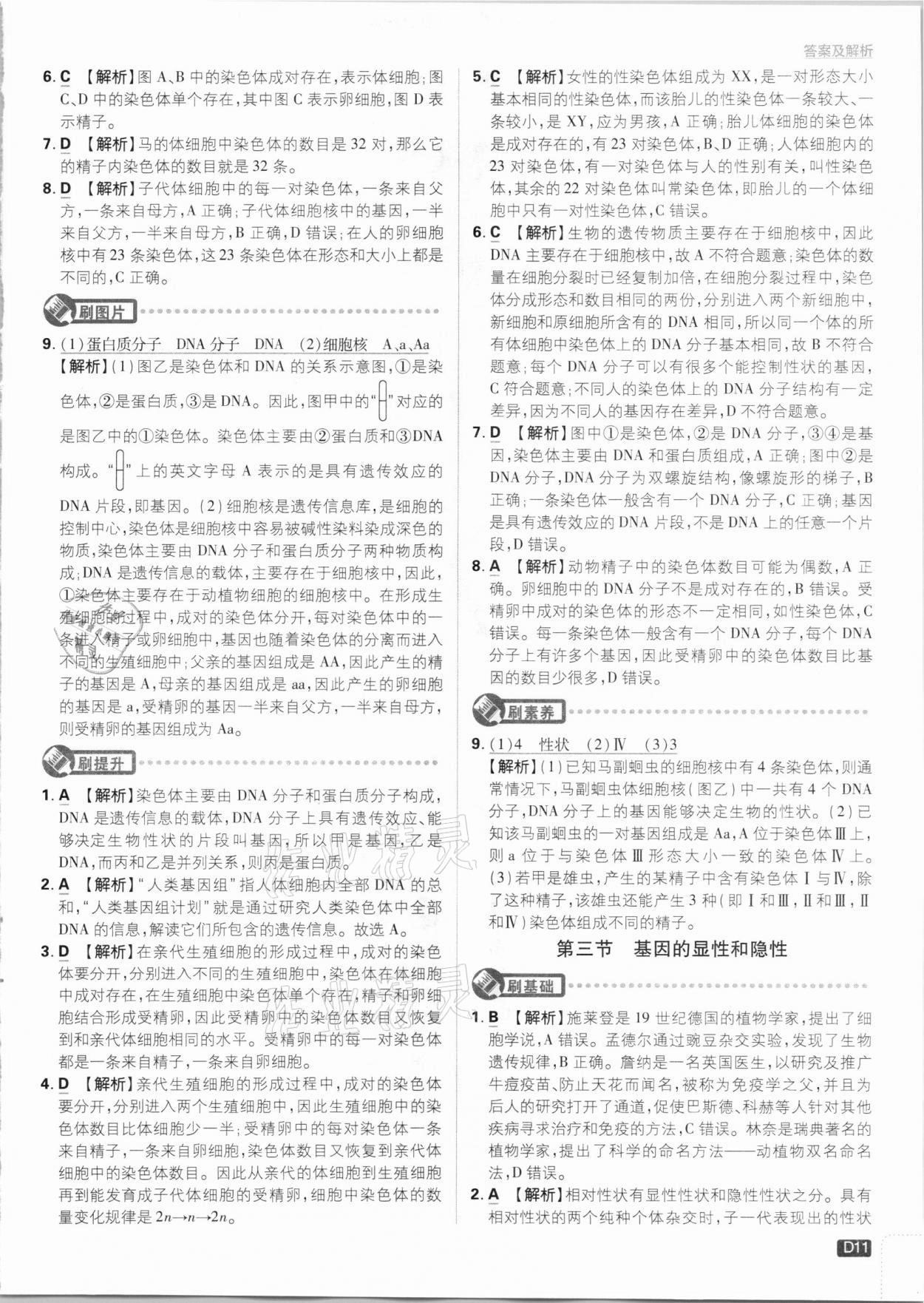 2021年初中必刷題八年級生物下冊人教版 參考答案第11頁