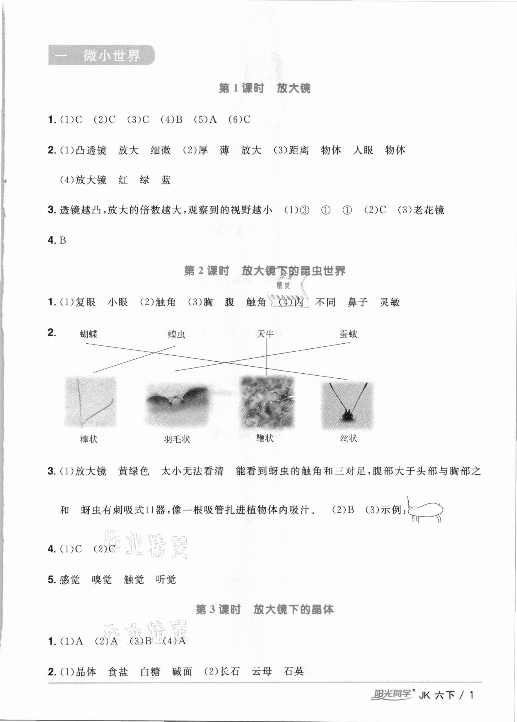 2021年阳光同学课时优化作业六年级科学下册教科版 参考答案第1页