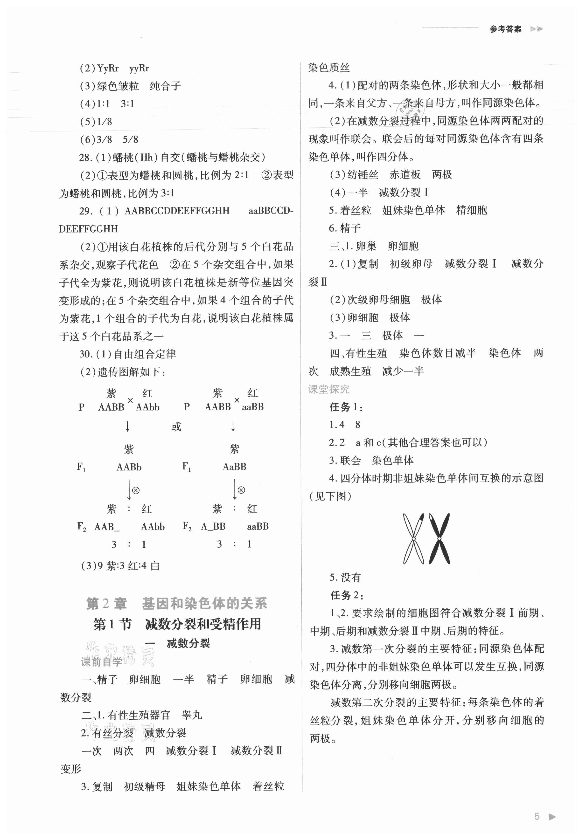 2021年普通高中新課程同步練習(xí)冊(cè)生物必修2人教版 參考答案第5頁(yè)