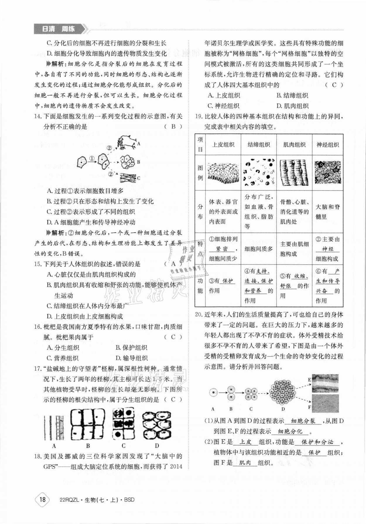 2021年日清周練七年級(jí)生物上冊(cè)北師大版 參考答案第18頁(yè)