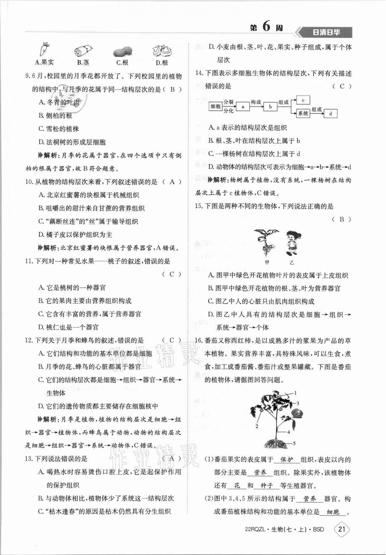 2021年日清周練七年級生物上冊北師大版 參考答案第21頁