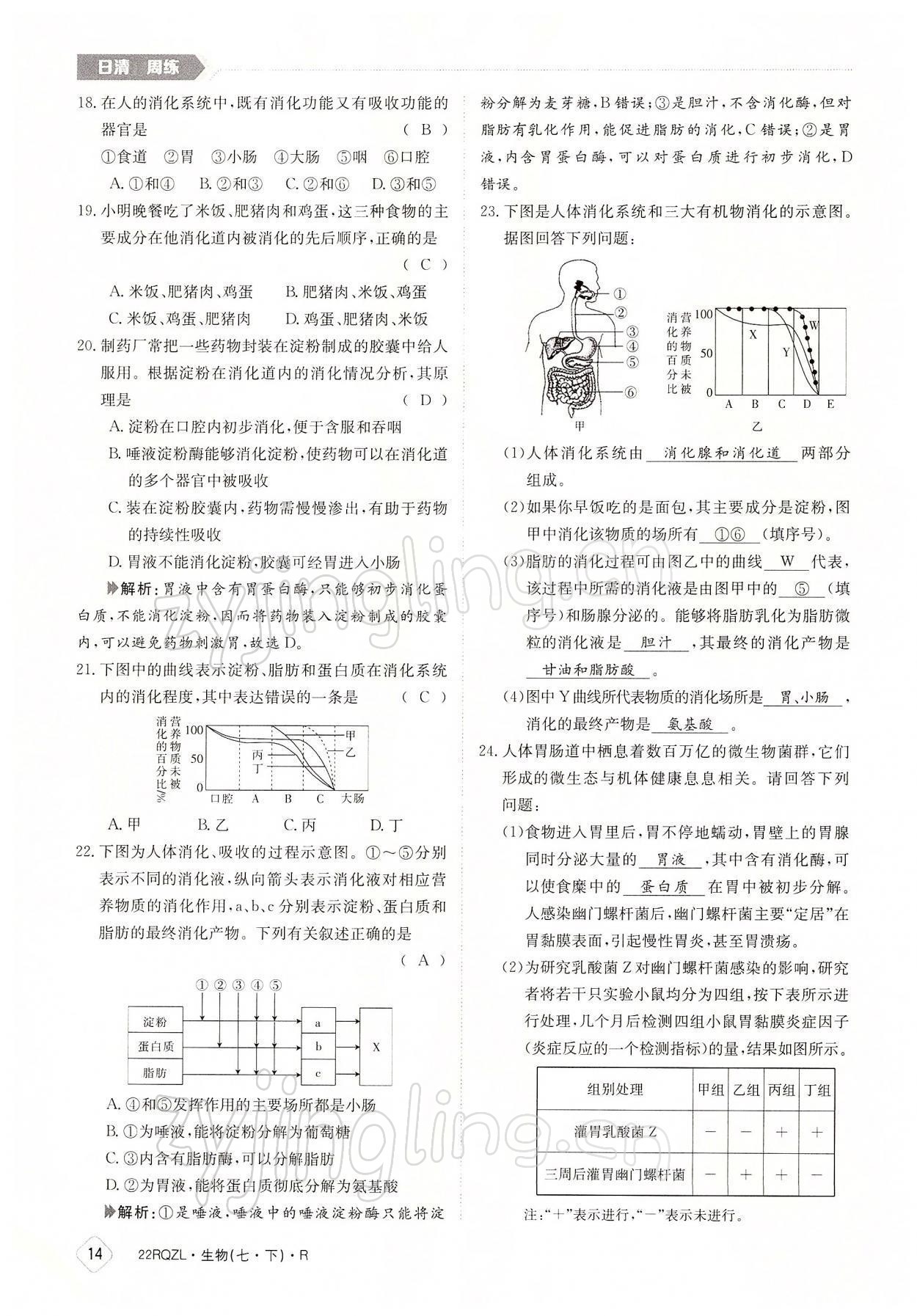 2022年日清周練七年級生物下冊人教版 參考答案第14頁