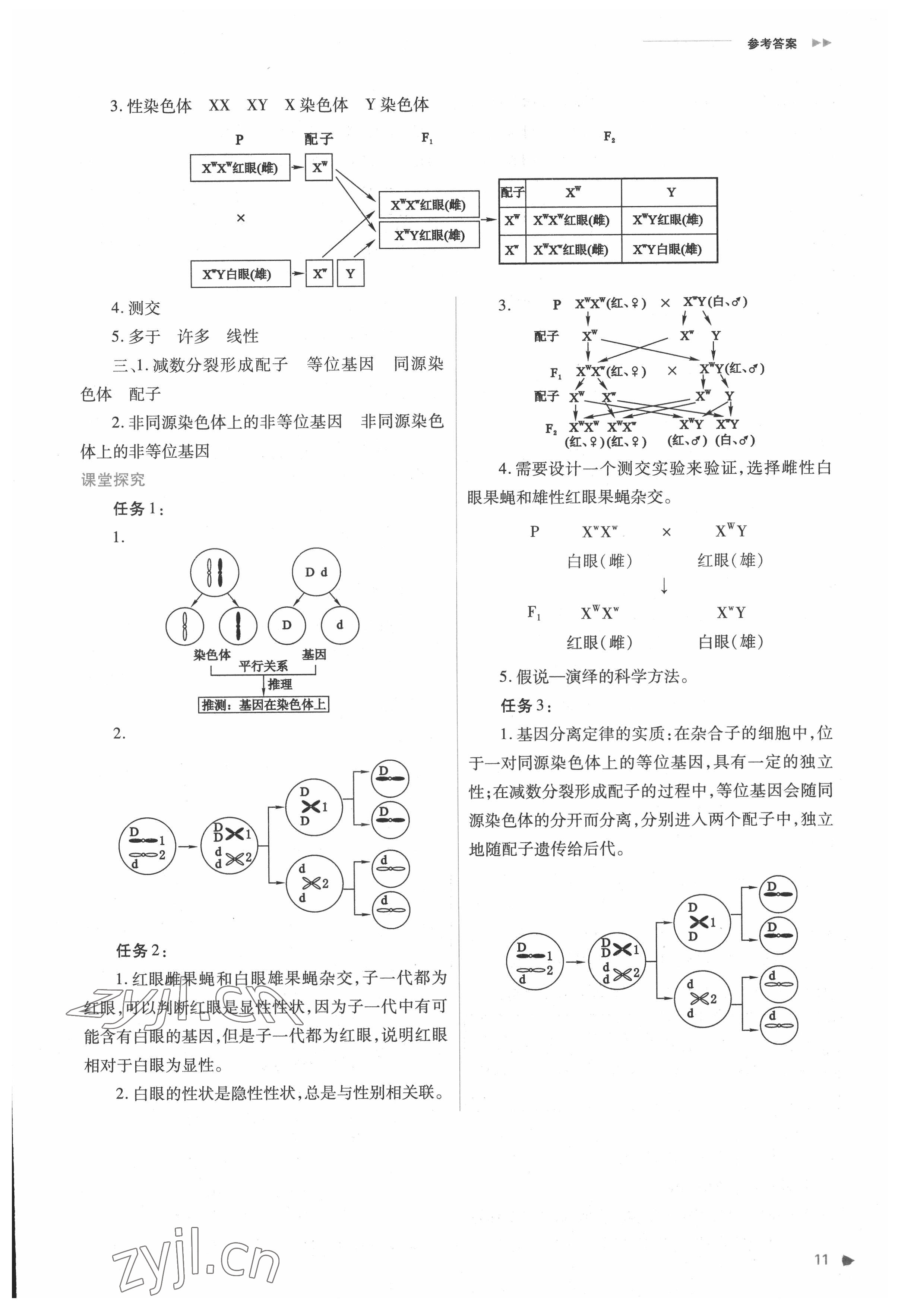 2022年普通高中新課程同步練習(xí)冊高中生物必修2人教版 參考答案第11頁