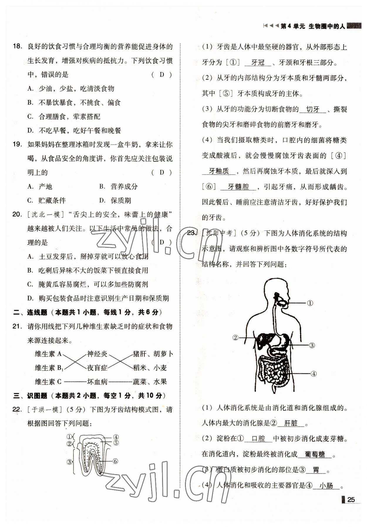 2022年辽宁作业分层培优学案七年级生物下册苏教版 参考答案第25页