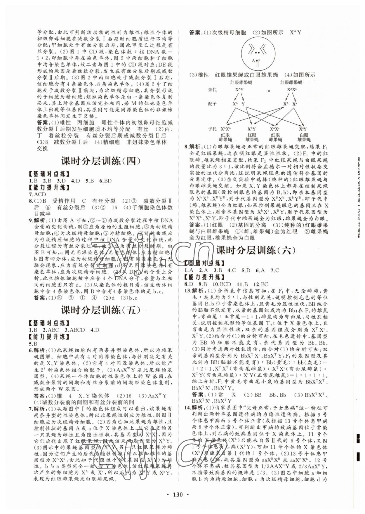 2022年高中同步练习册分层检测卷生物必修2人教版 参考答案第2页