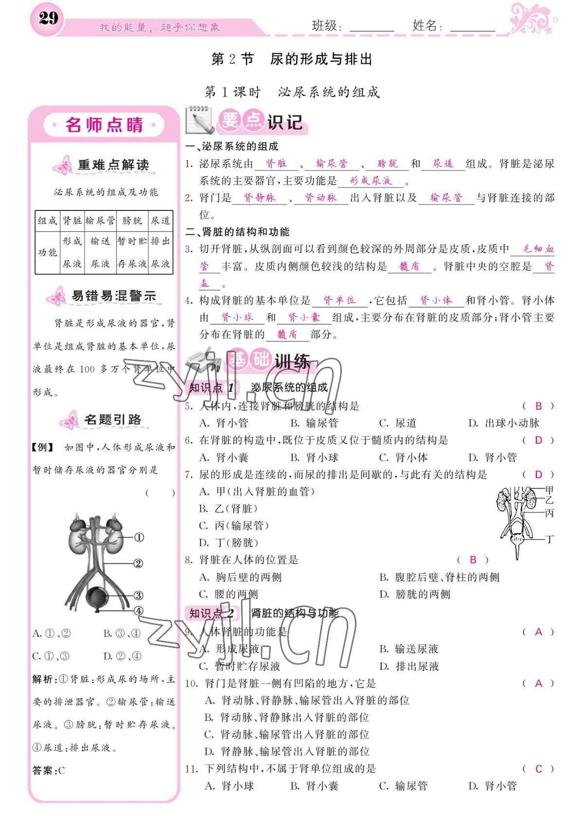 2022年課堂點(diǎn)睛七年級生物下冊北師大版 參考答案第29頁