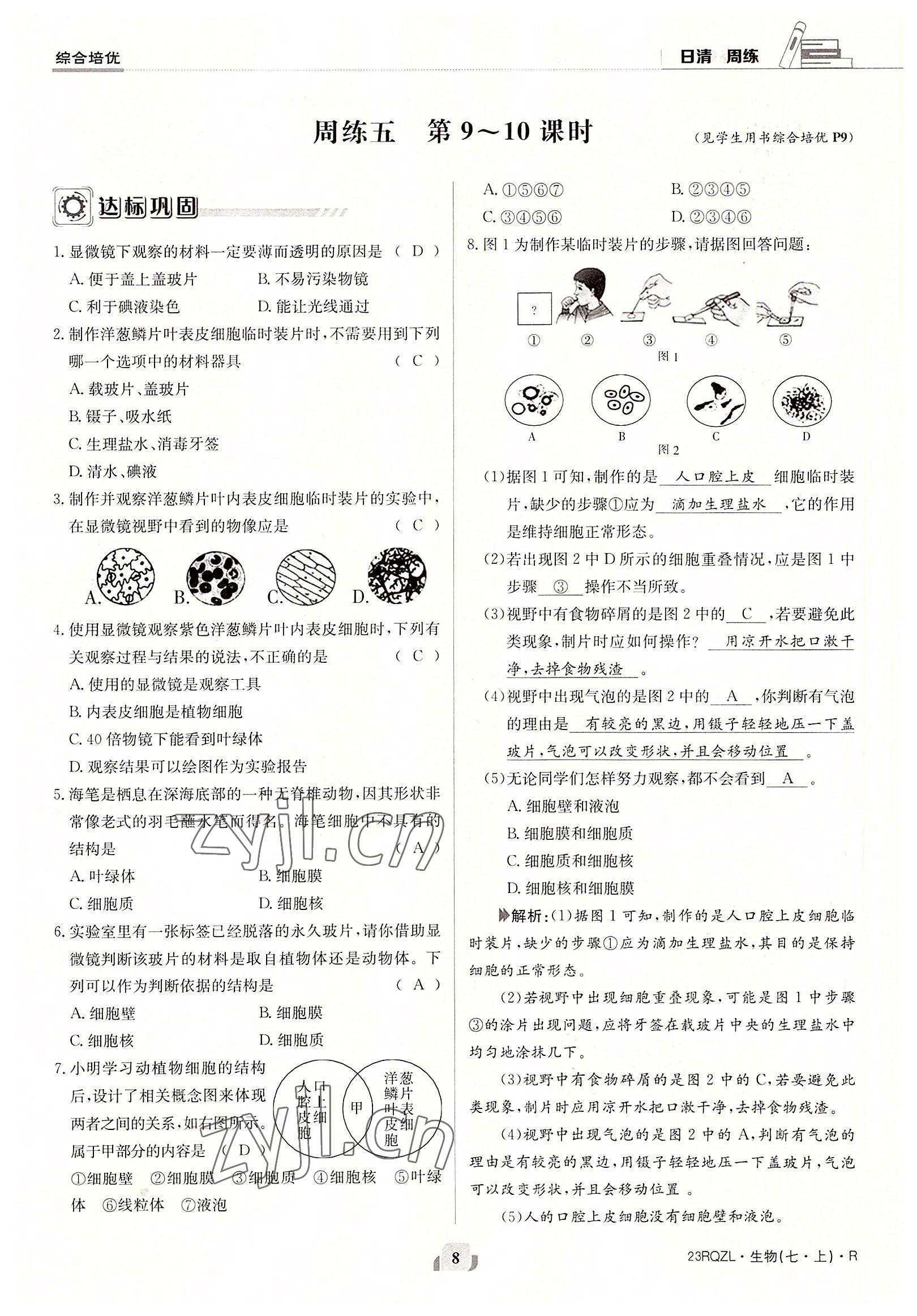 2022年日清周練七年級(jí)生物上冊(cè)人教版 參考答案第8頁(yè)