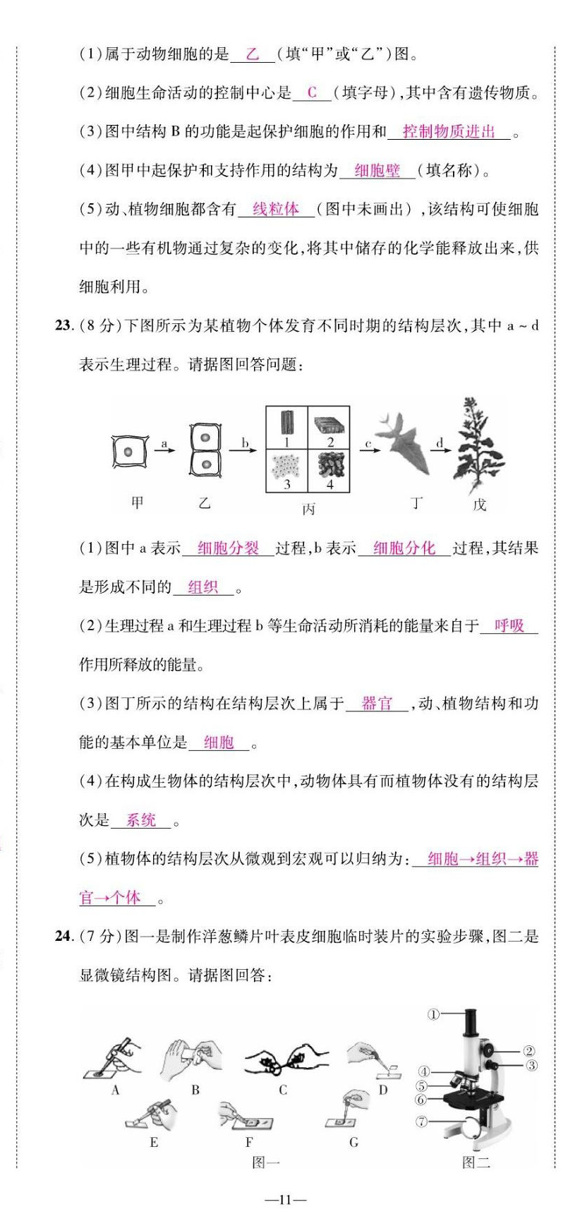 2022年我的作业七年级生物上册苏教版 第11页