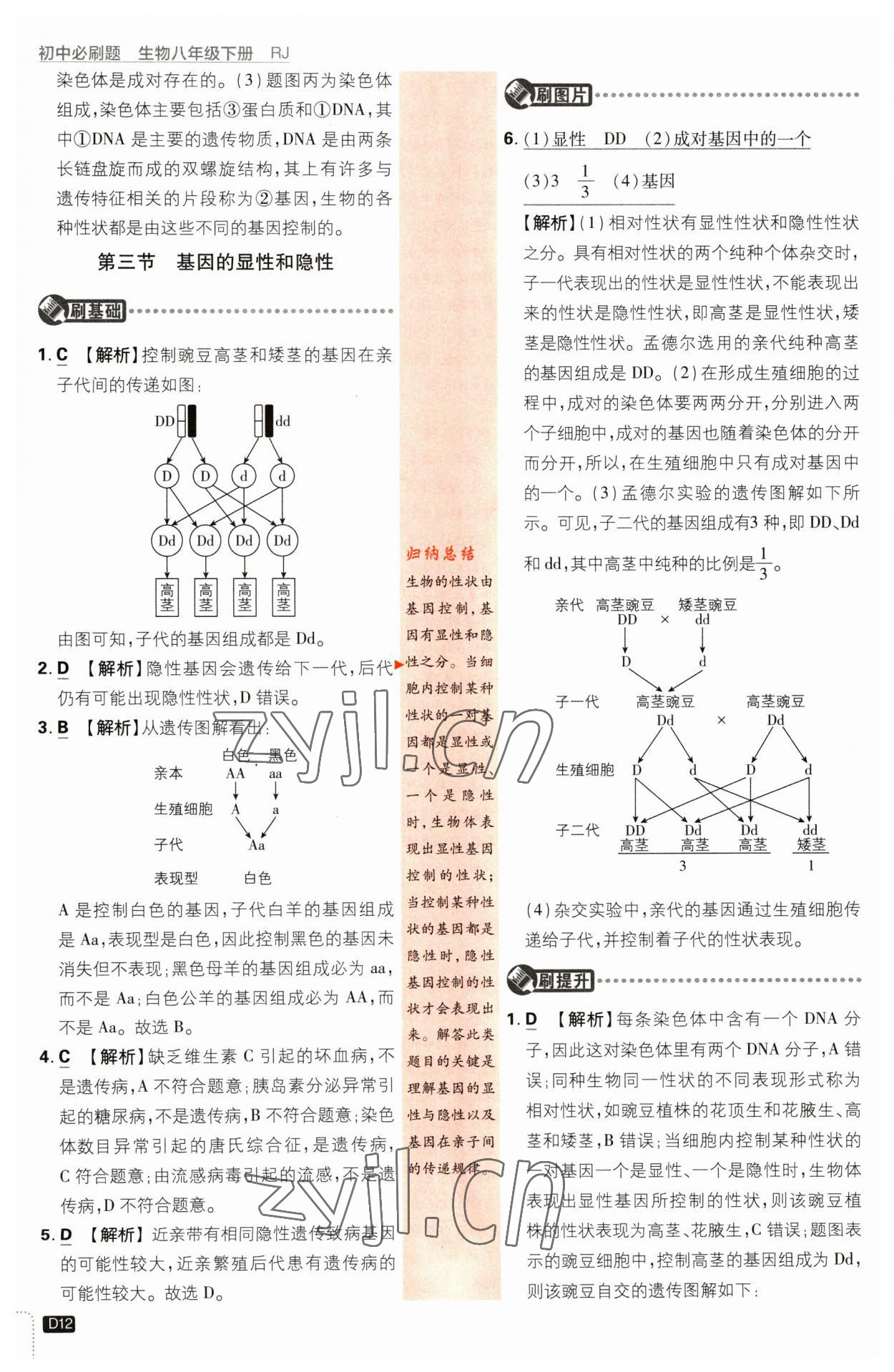 2023年初中必刷題八年級(jí)生物下冊(cè)人教版 第12頁