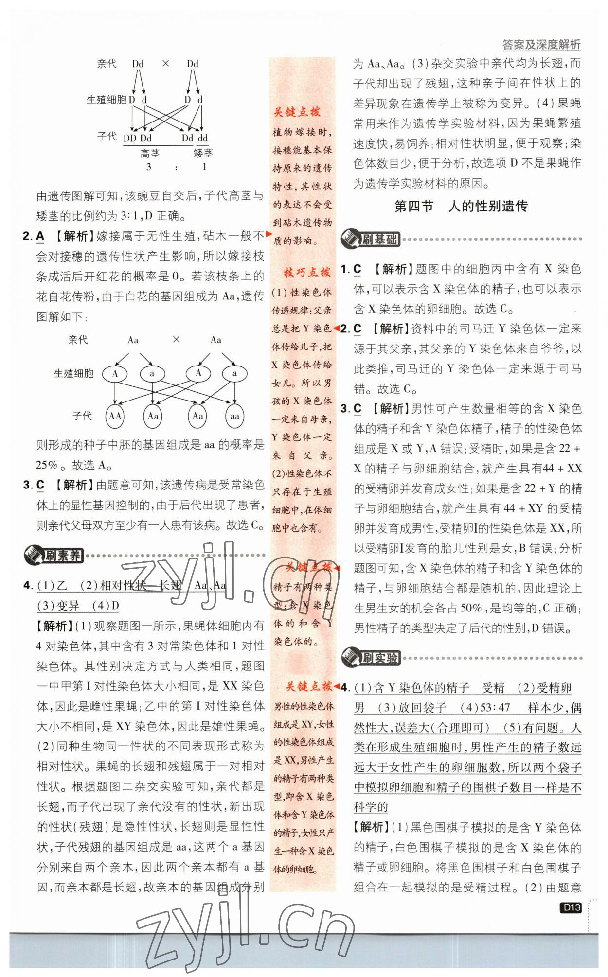 2023年初中必刷题八年级生物下册人教版 第13页