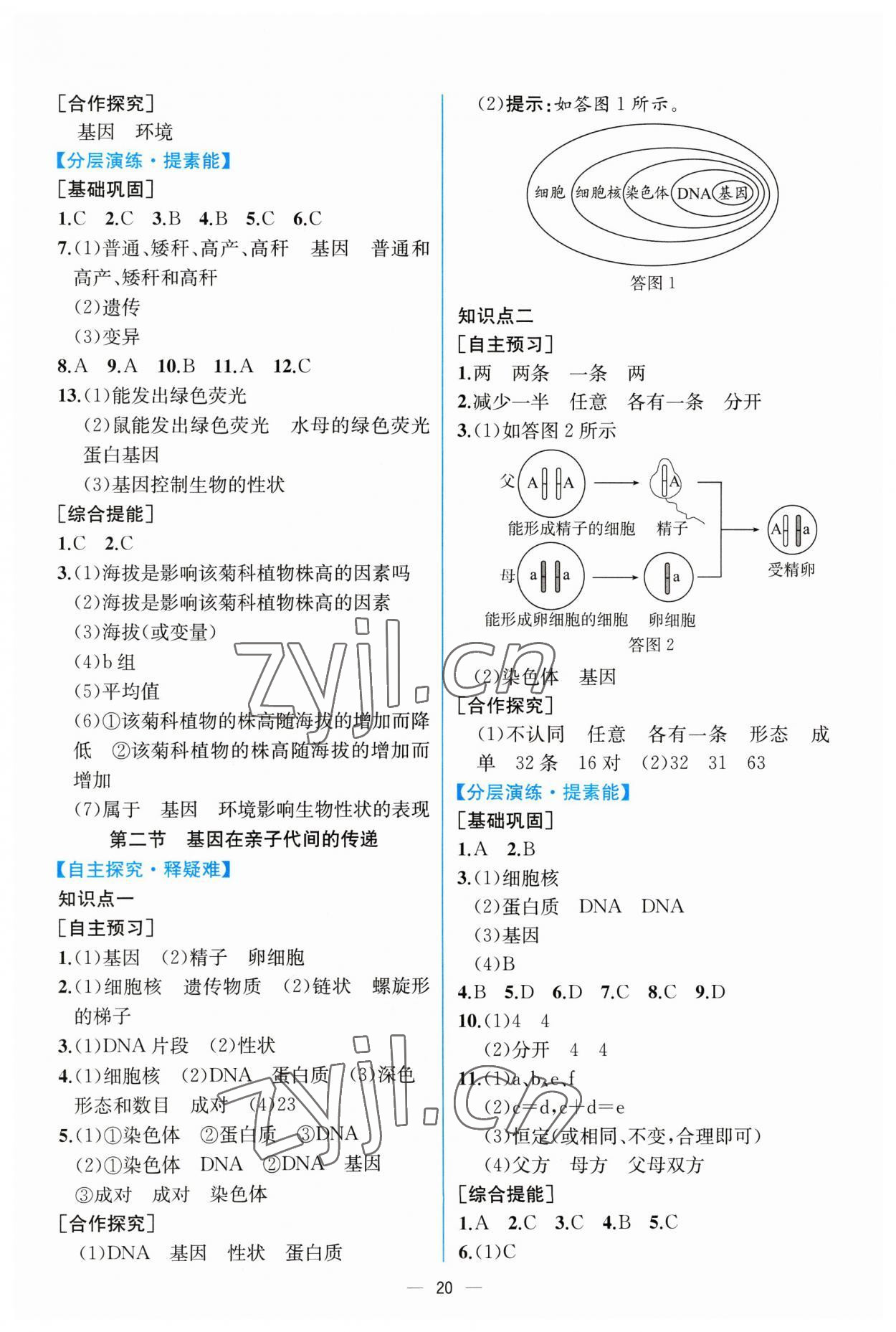 2023年同步導(dǎo)學(xué)案課時練八年級生物下冊人教版 第4頁