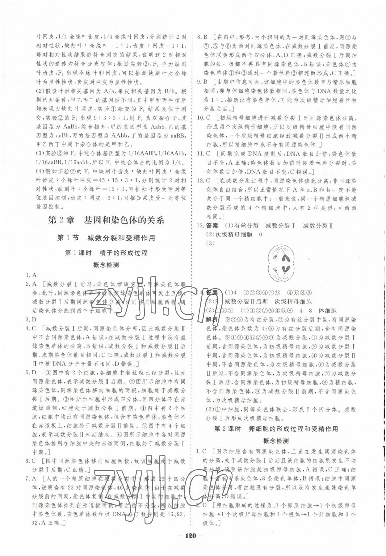 2023年高中新课程学习作业与测评高中生物必修2人教版 参考答案第11页