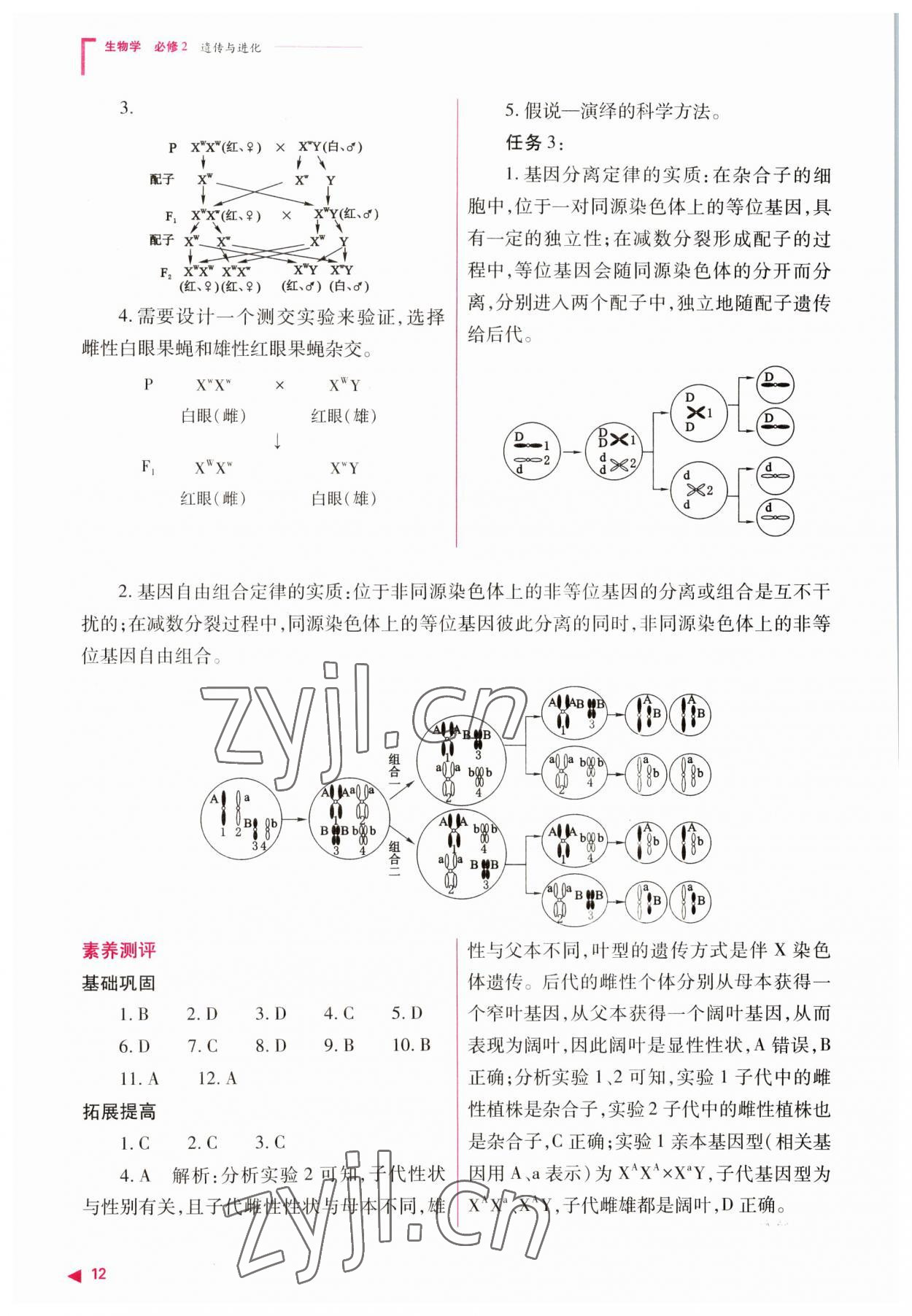 2023年普通高中新課程同步練習(xí)冊高中生物必修2人教版 參考答案第12頁