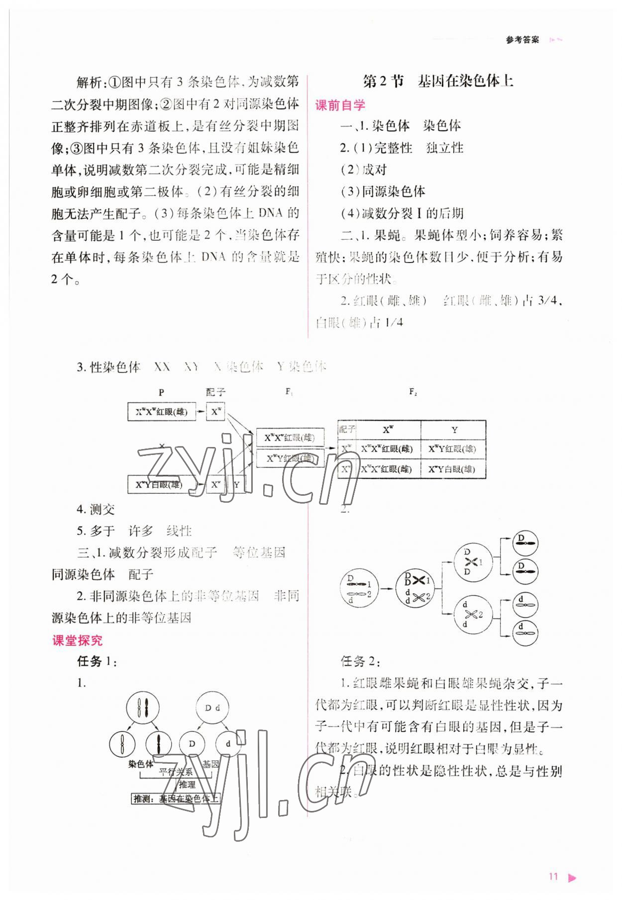 2023年普通高中新課程同步練習冊高中生物必修2人教版 參考答案第11頁