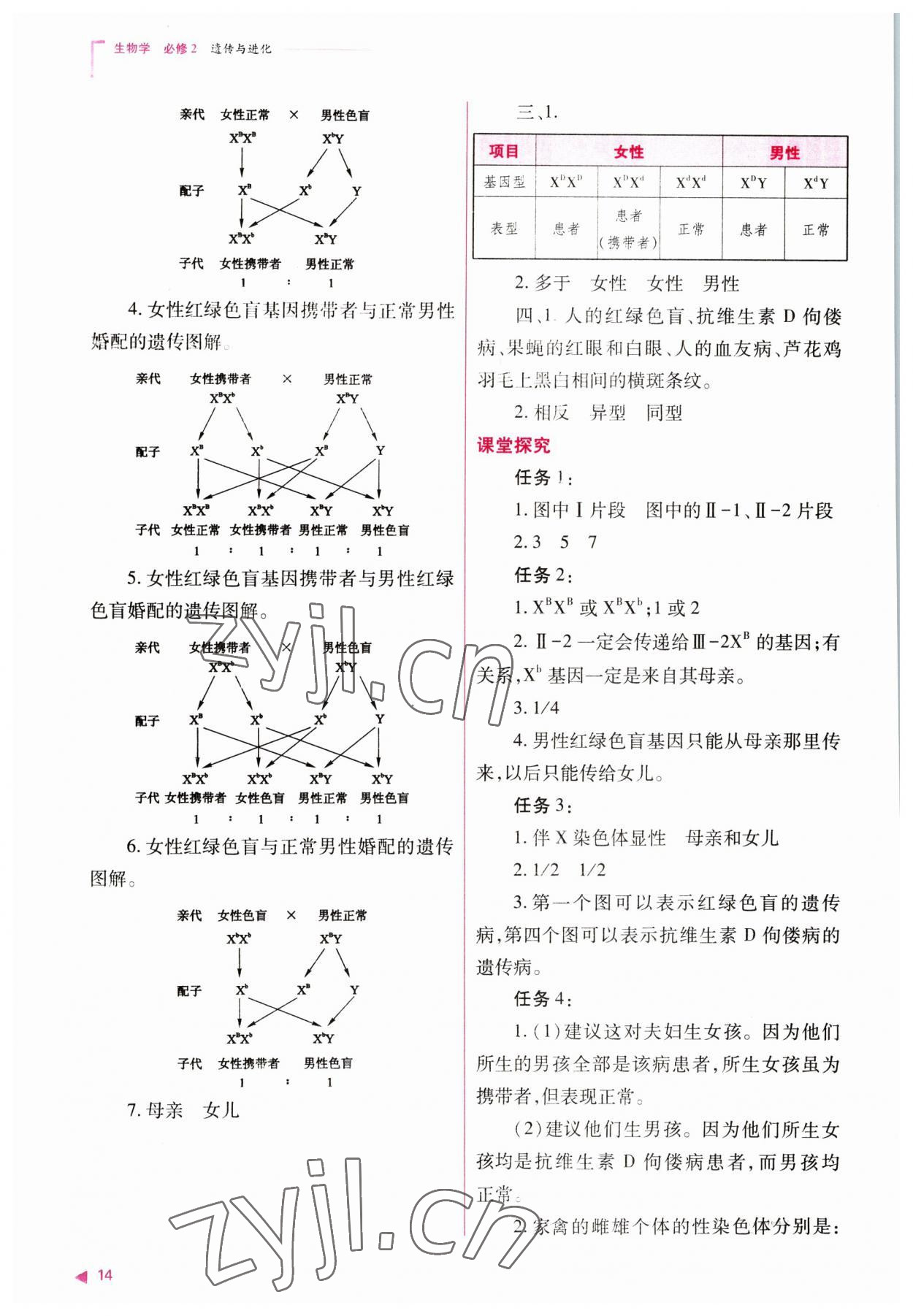 2023年普通高中新課程同步練習(xí)冊(cè)高中生物必修2人教版 參考答案第14頁(yè)