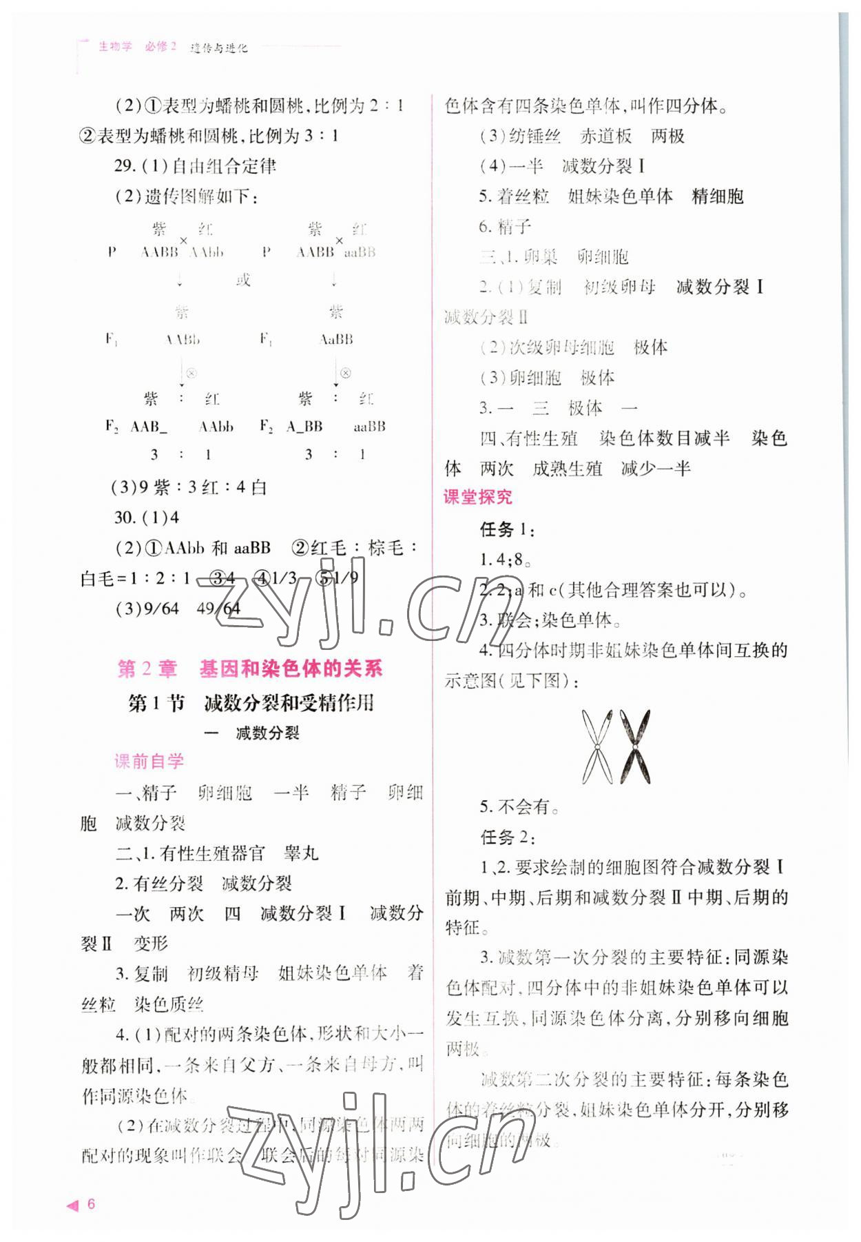 2023年普通高中新課程同步練習(xí)冊(cè)高中生物必修2人教版 參考答案第6頁(yè)