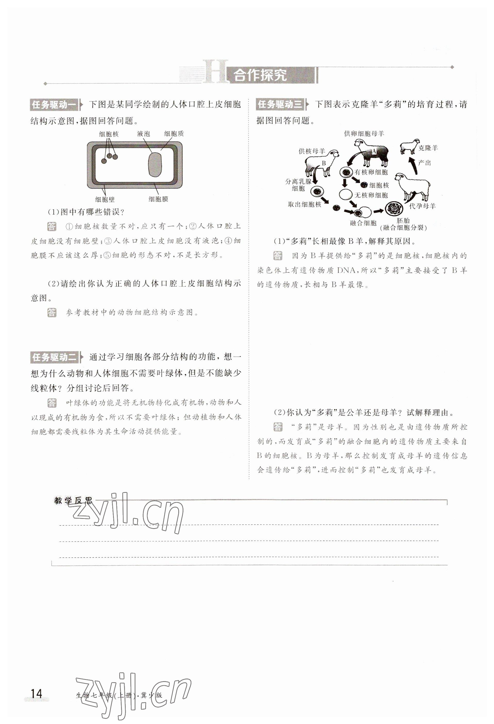 2023年金太陽導(dǎo)學(xué)案七年級生物上冊冀少版 參考答案第14頁