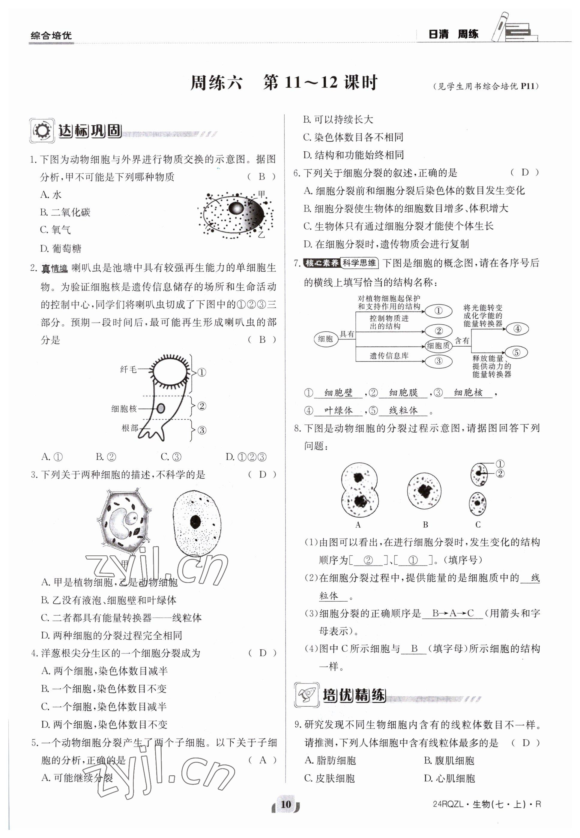 2023年日清周練七年級生物上冊人教版 參考答案第10頁