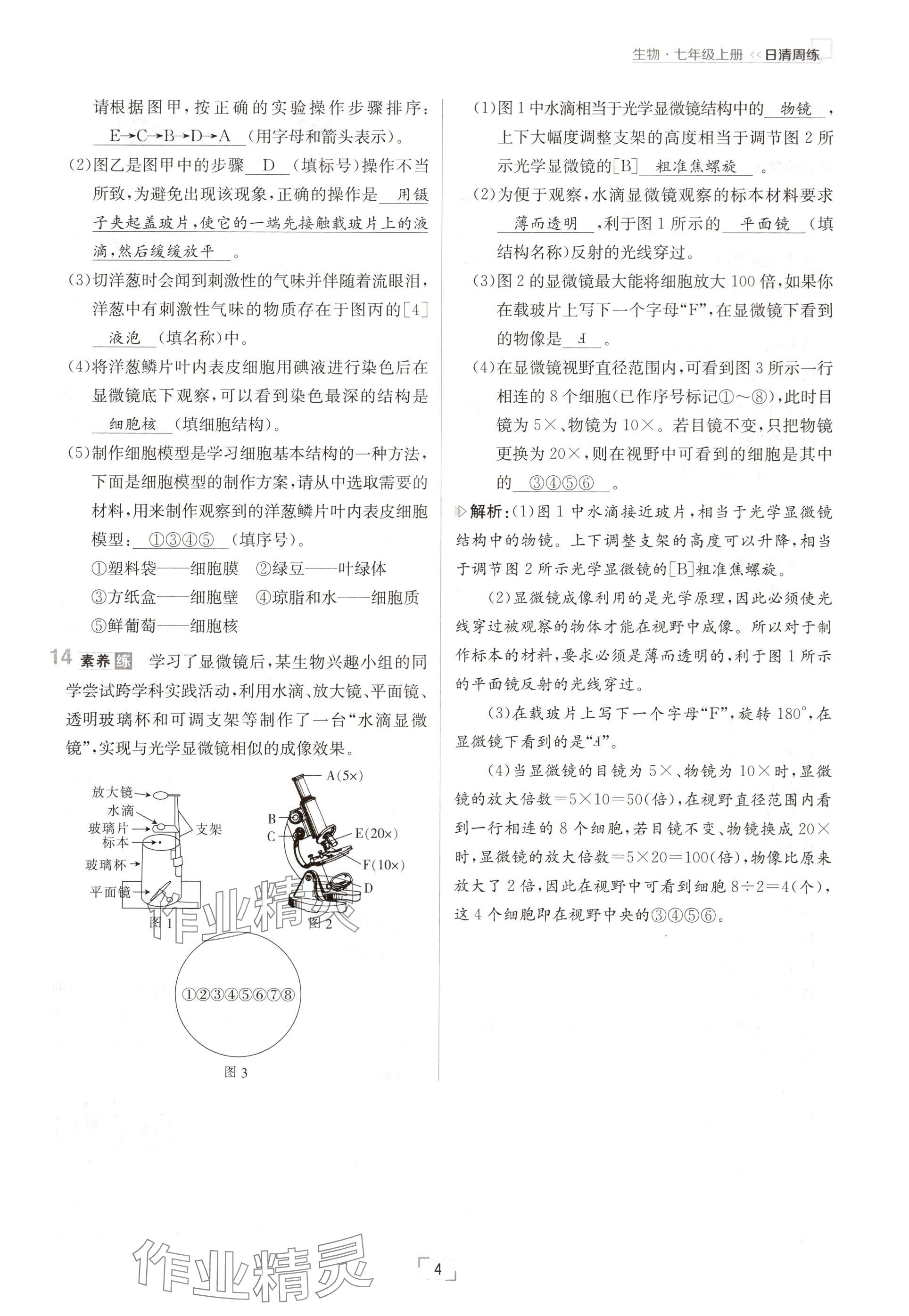 2024年日清周練七年級生物上冊人教版 參考答案第4頁