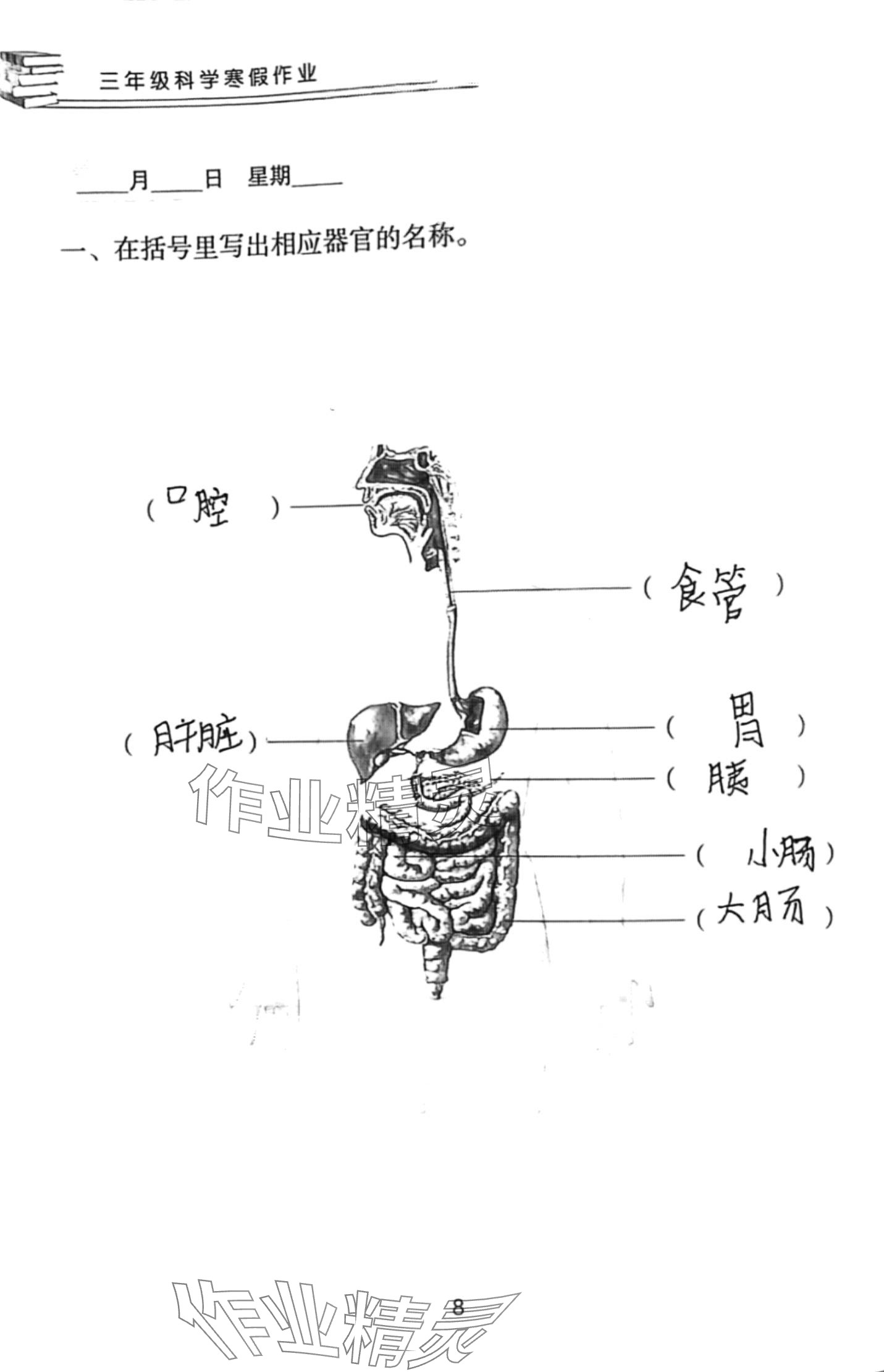 2024年寒假作業(yè)長江少年兒童出版社三年級科學(xué)人教版 第8頁