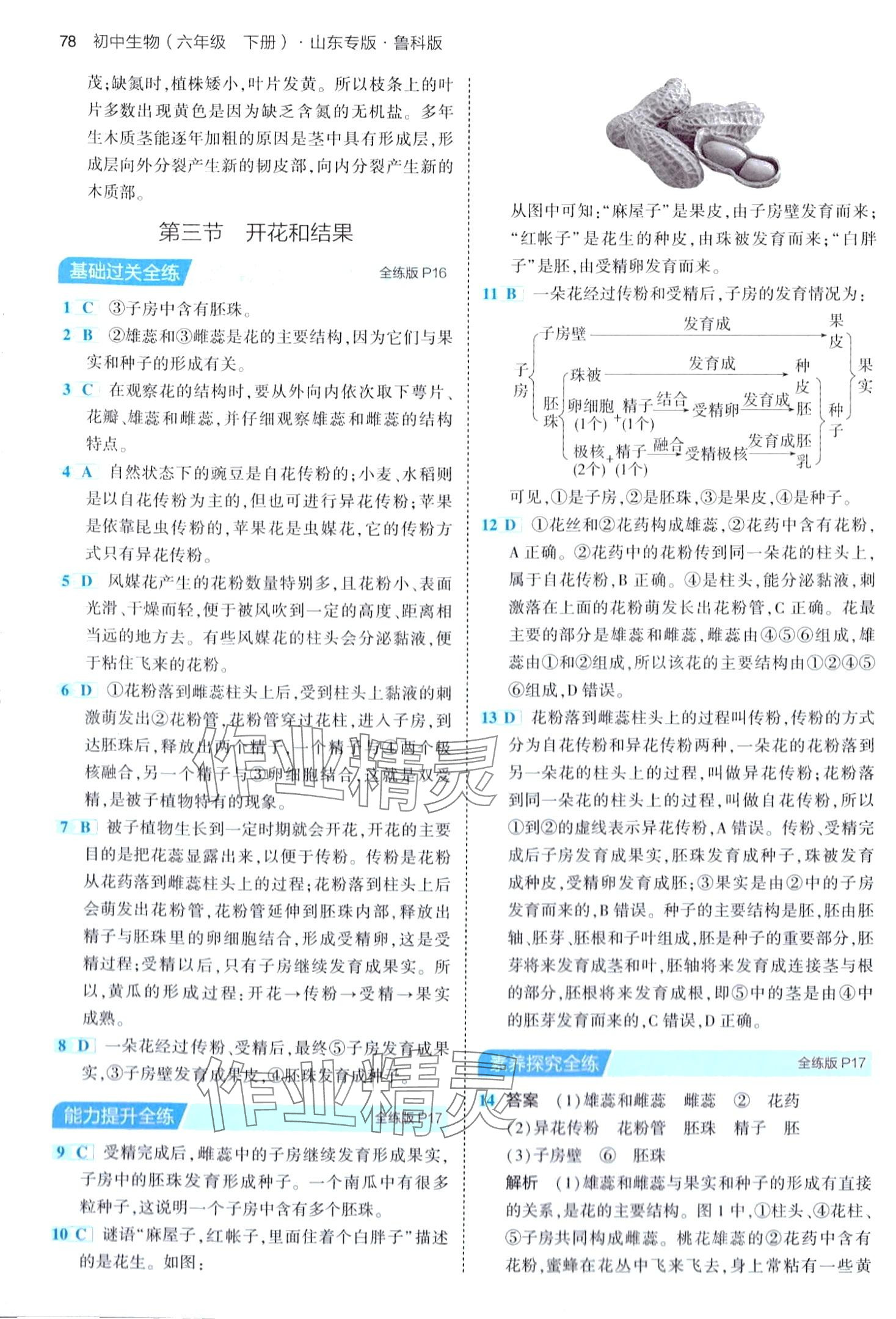 2024年5年中考3年模擬六年級生物下冊魯科版山東專版 第8頁