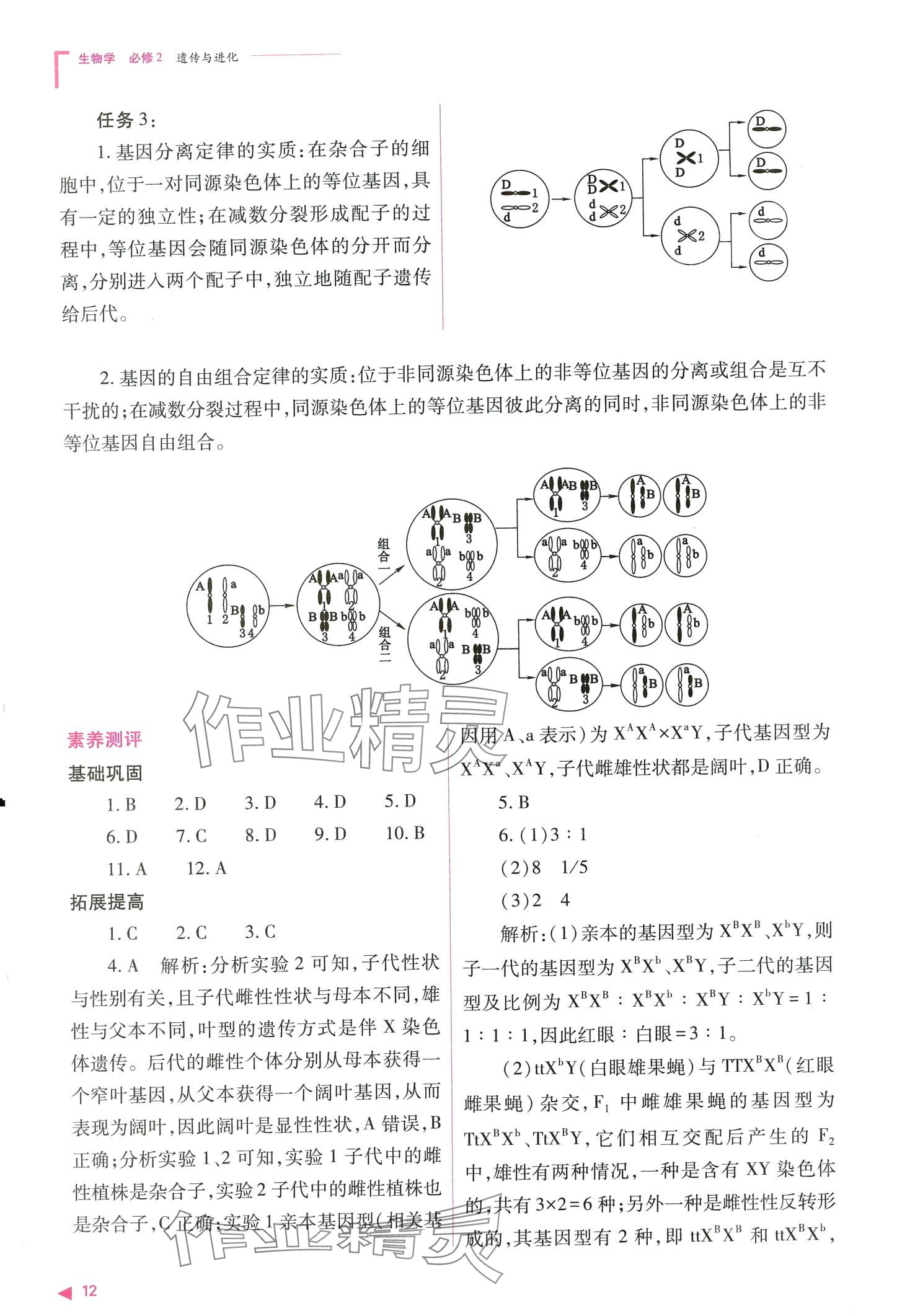 2024年普通高中新课程同步练习册高中生物必修2人教版 第12页