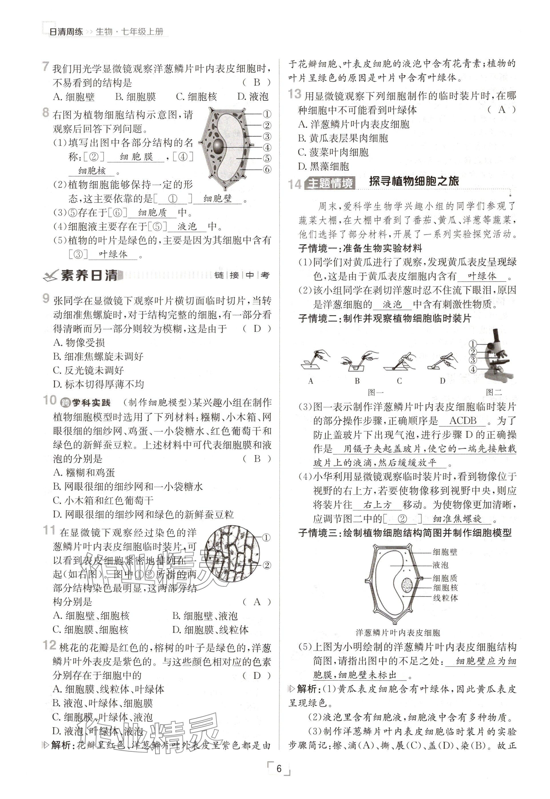 2024年日清周練七年級生物上冊人教版 參考答案第6頁