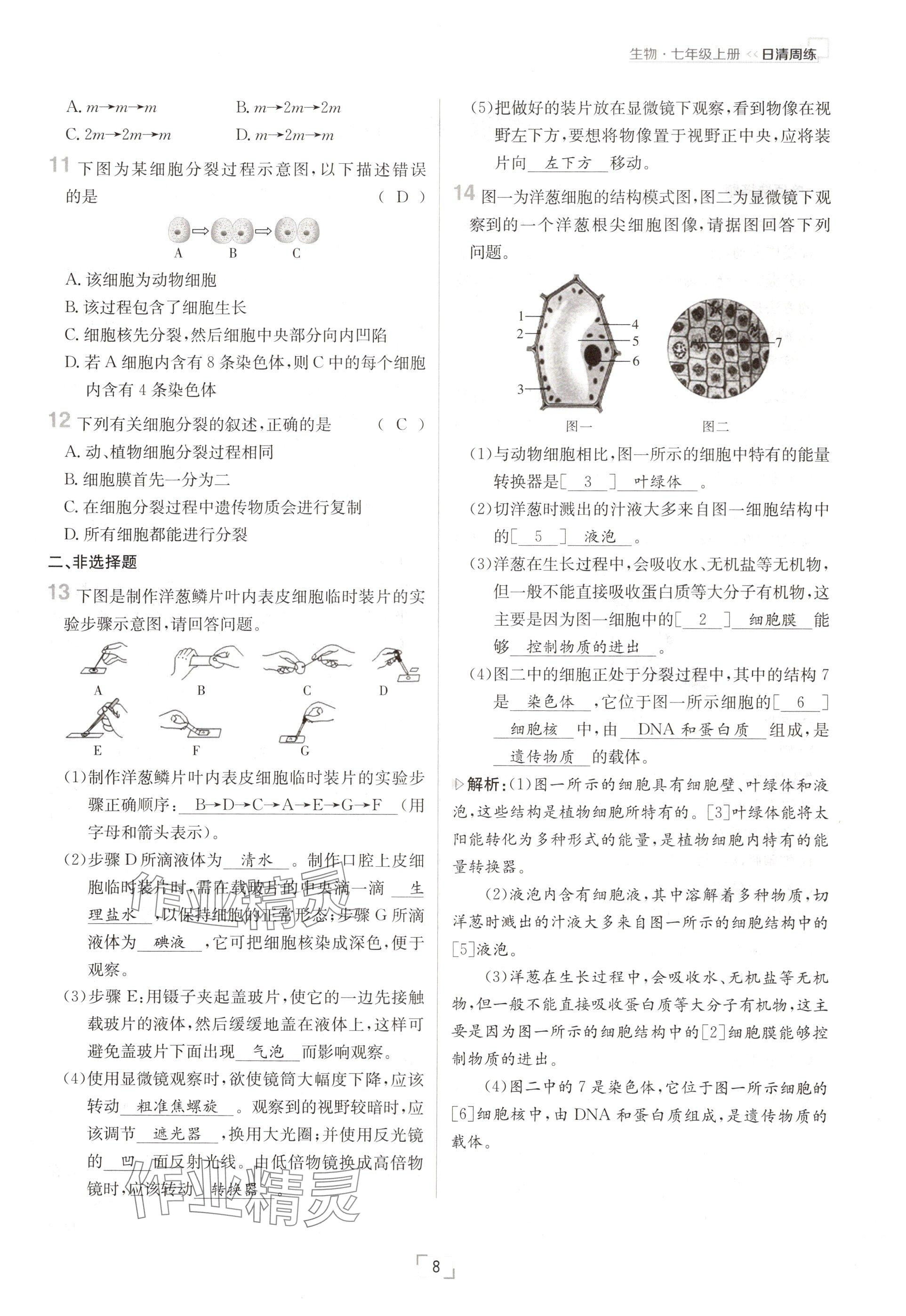 2024年日清周練七年級(jí)生物上冊(cè)人教版 參考答案第8頁